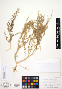 Herbarium Sheet of NY 990874